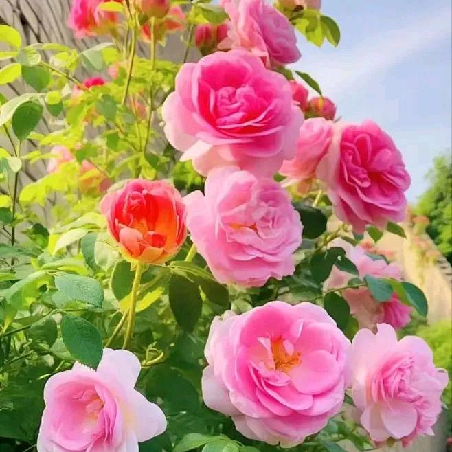 用户4691253760827一生平安