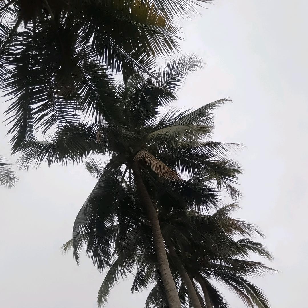 橙子小子