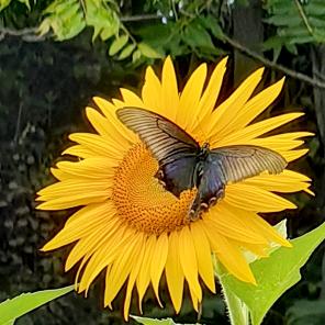 🌻菲儿🌻