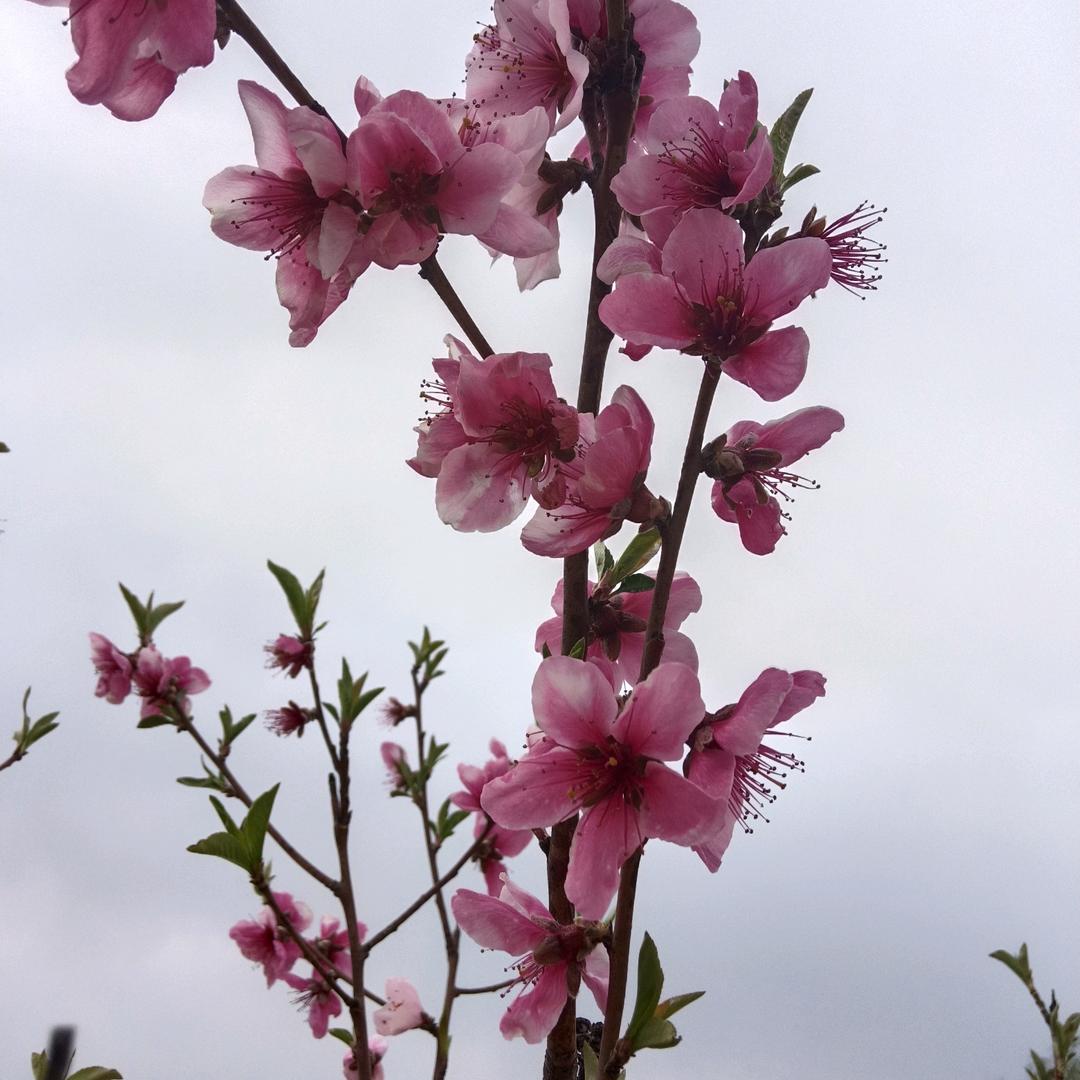 南阳英姐  小绿盒