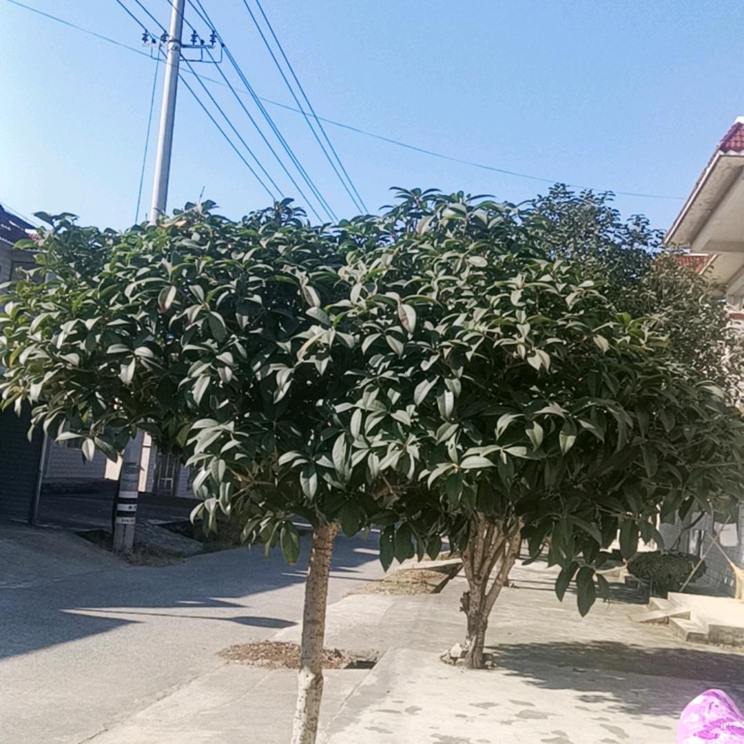 平安是福