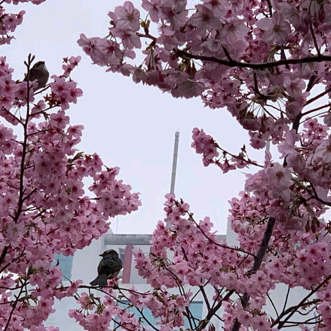 平淡是真