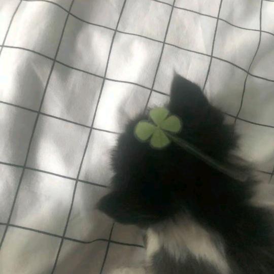 猫覆虫