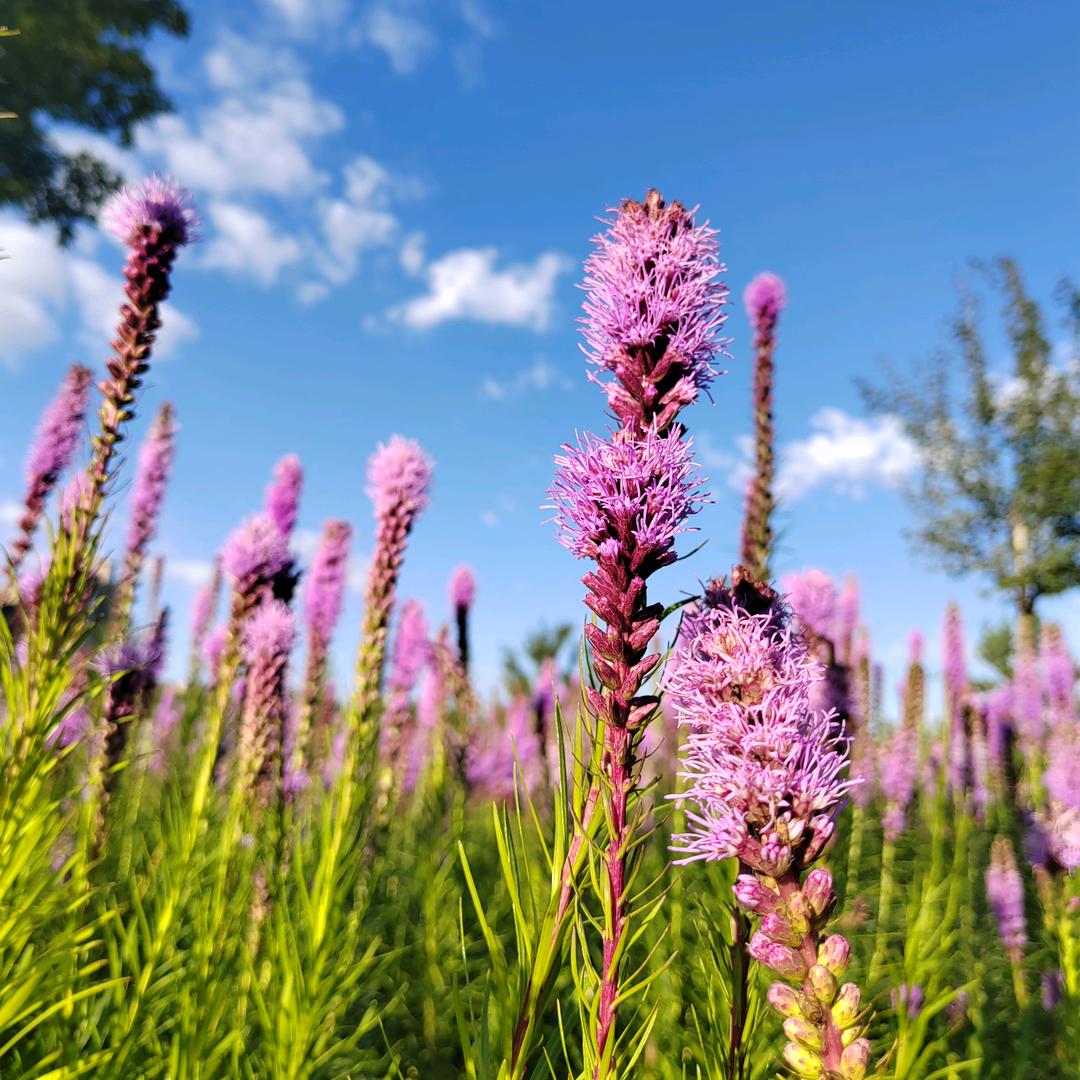 💫小叶先生💫