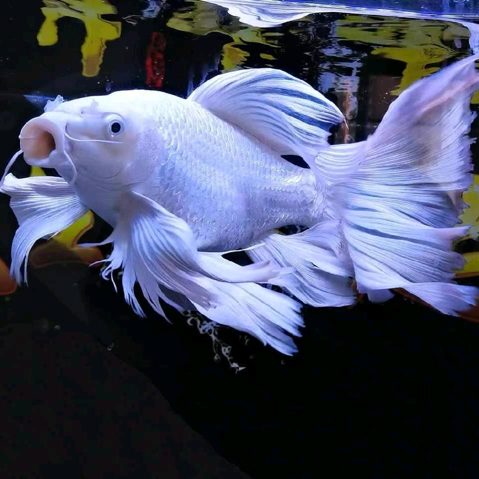 星星蝴蝶鲤