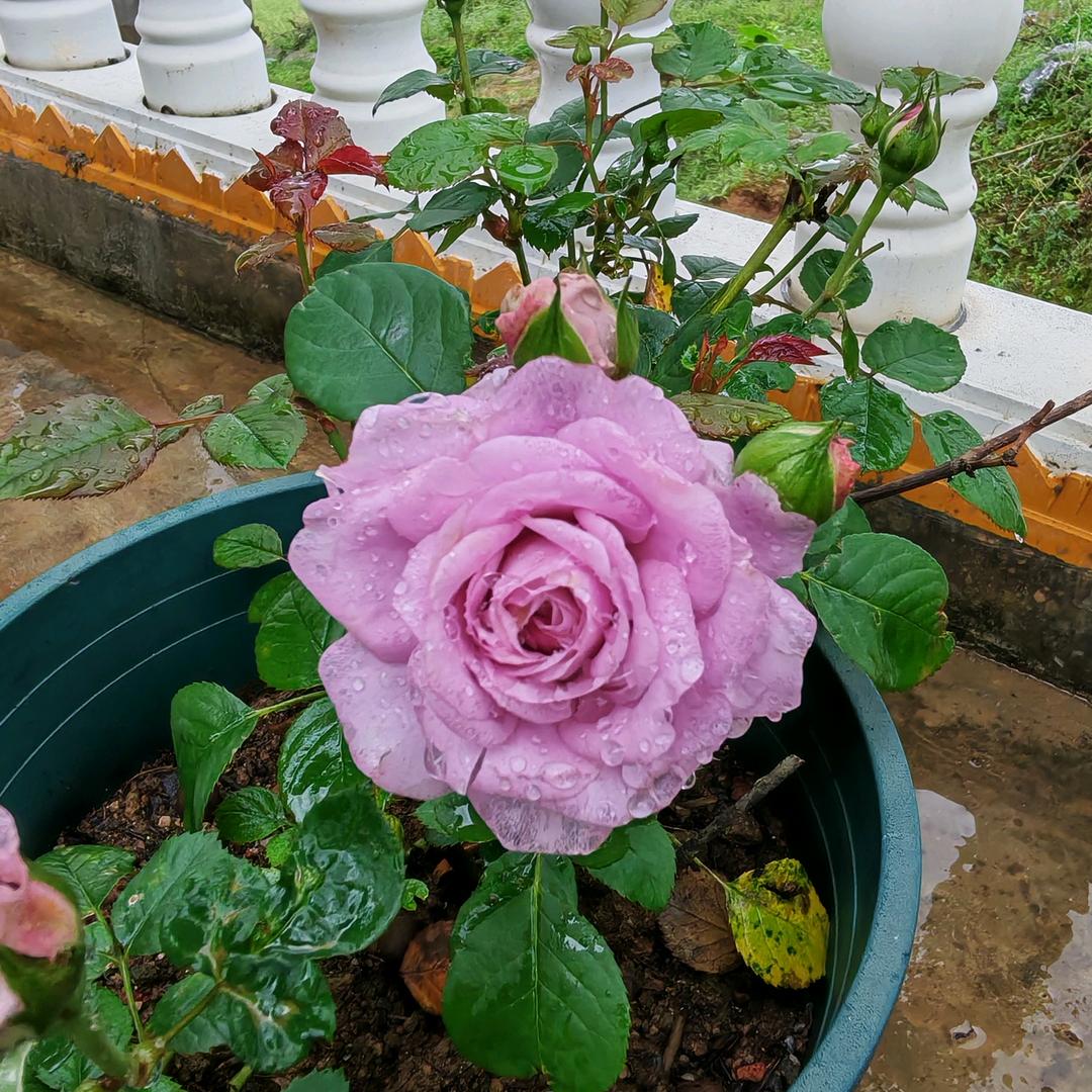 💃💃会飞的鱼🧚🧚