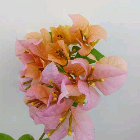 花界园艺坊
