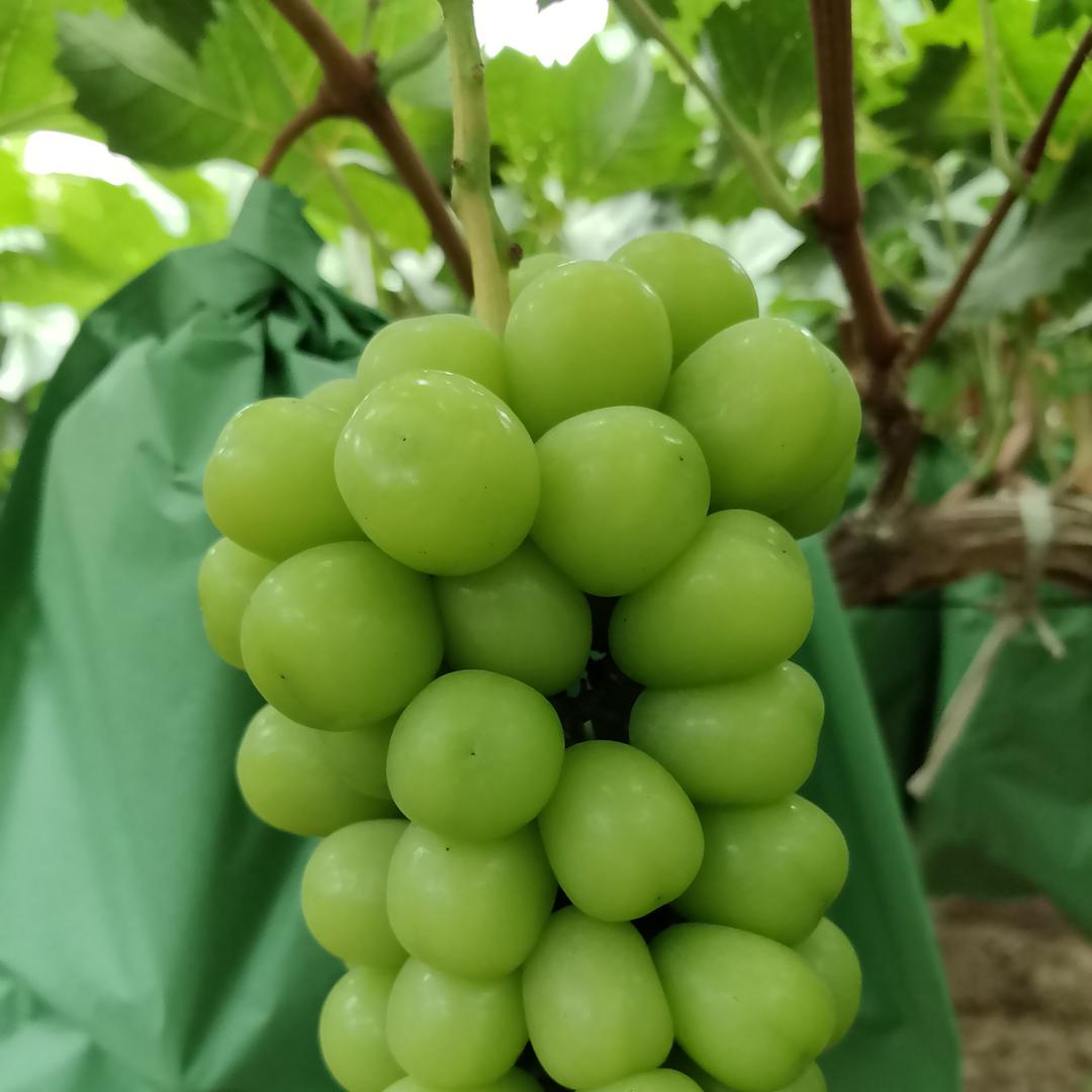 葡萄收购代收