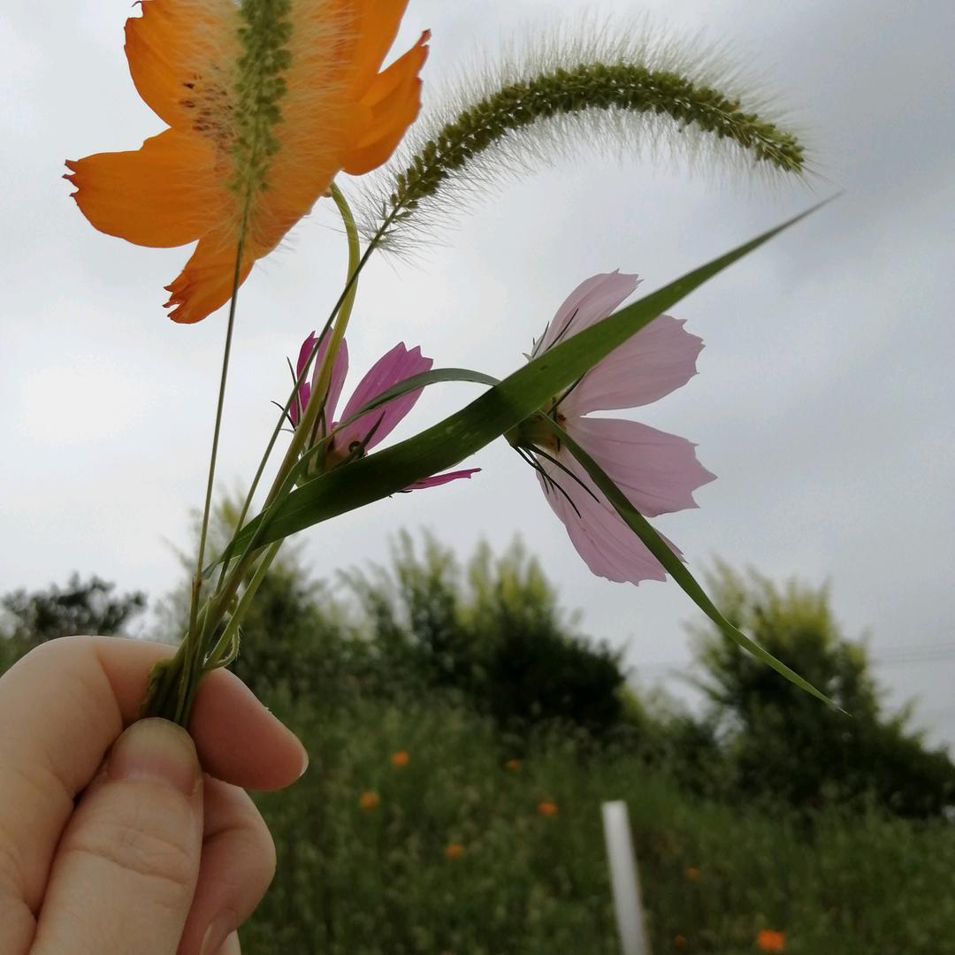 枫林听雨