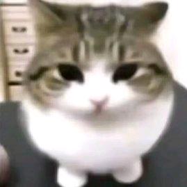 白色面包