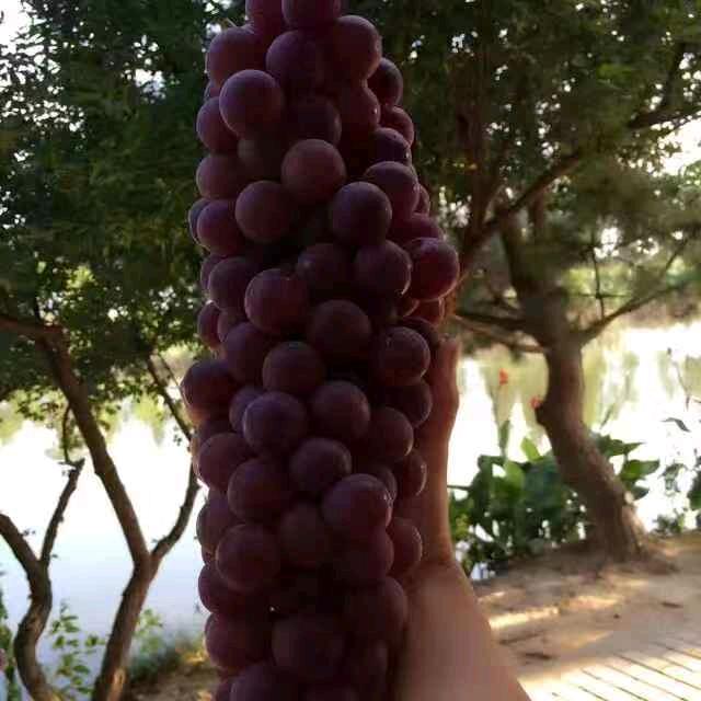 【老居葡萄采摘园】居老大