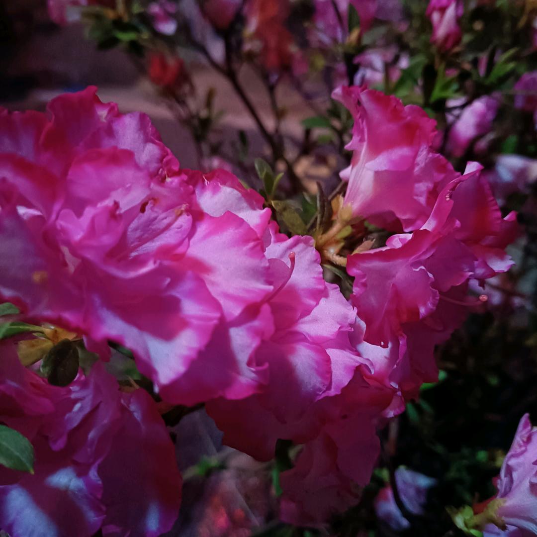 苹果