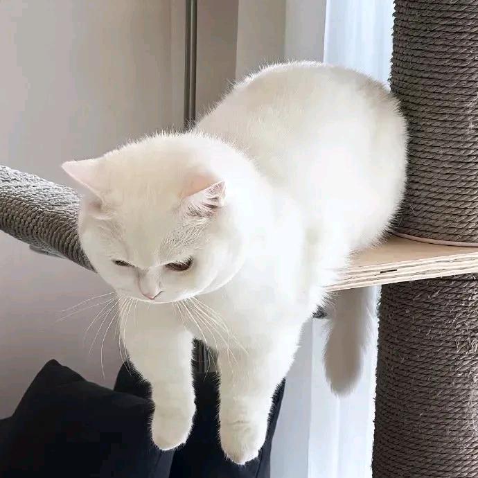 梁喵喵🐱