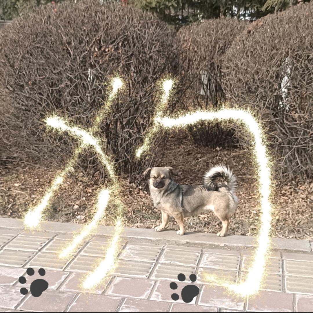 泡芙