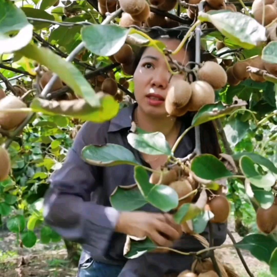 蜀和春（宁静）