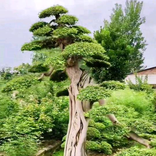 沁芳源