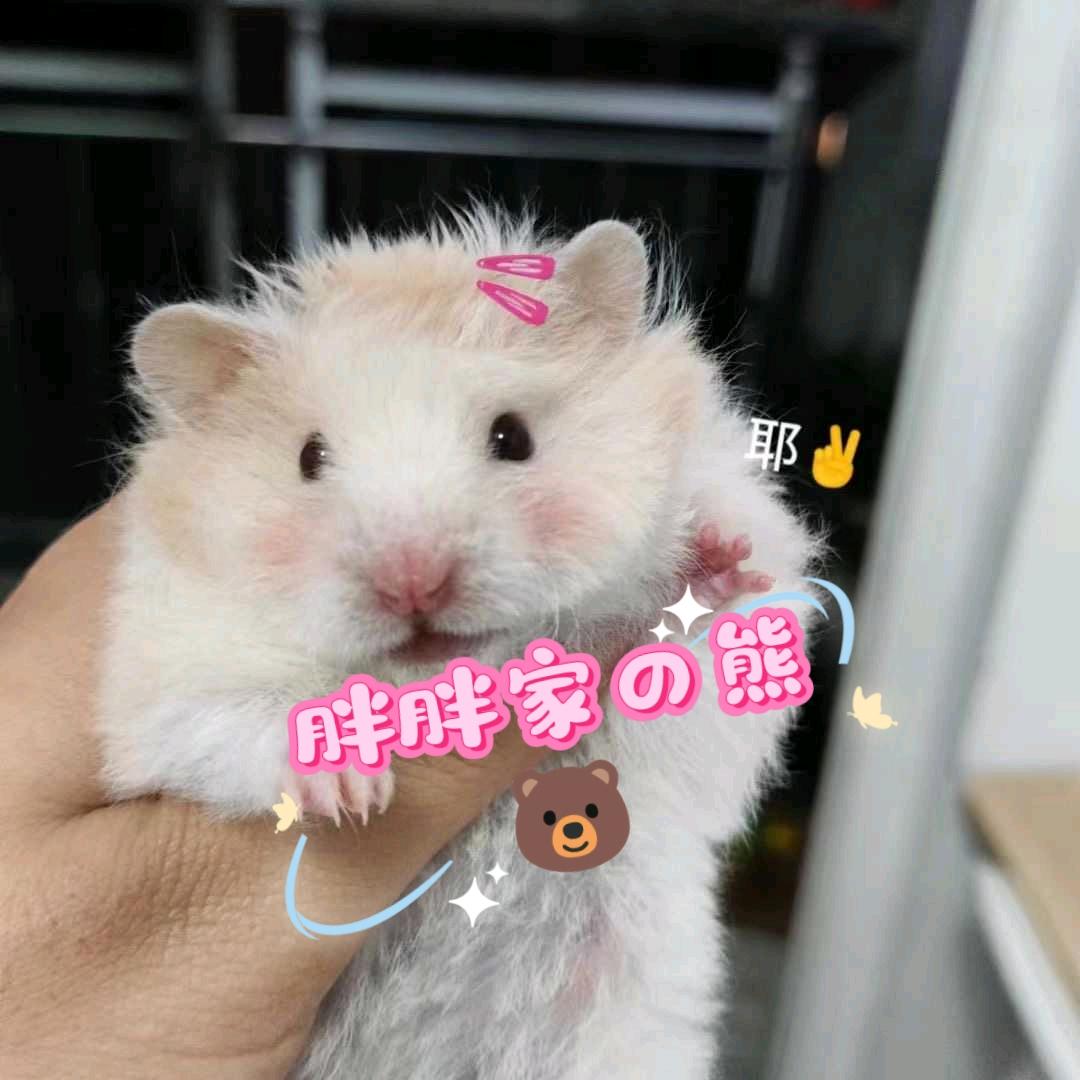 胖胖家的熊熊