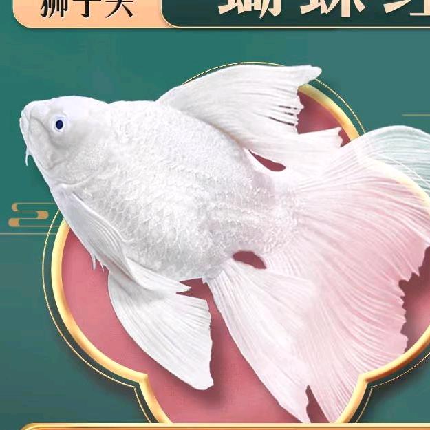 陈百万渔场
