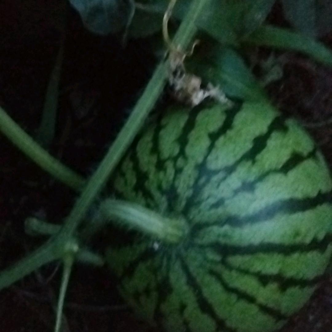 用户1903161880646
