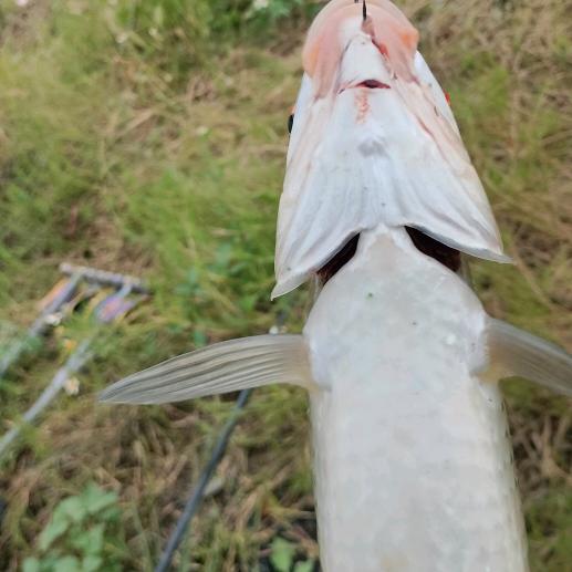 老杜钓鱼日记Й