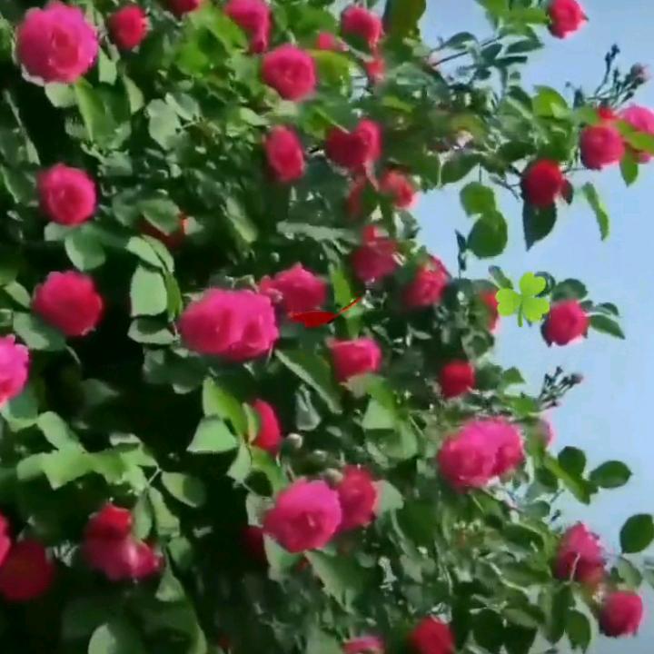 aelamni soyiman