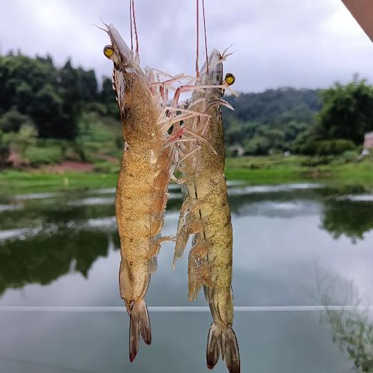 小棚虾