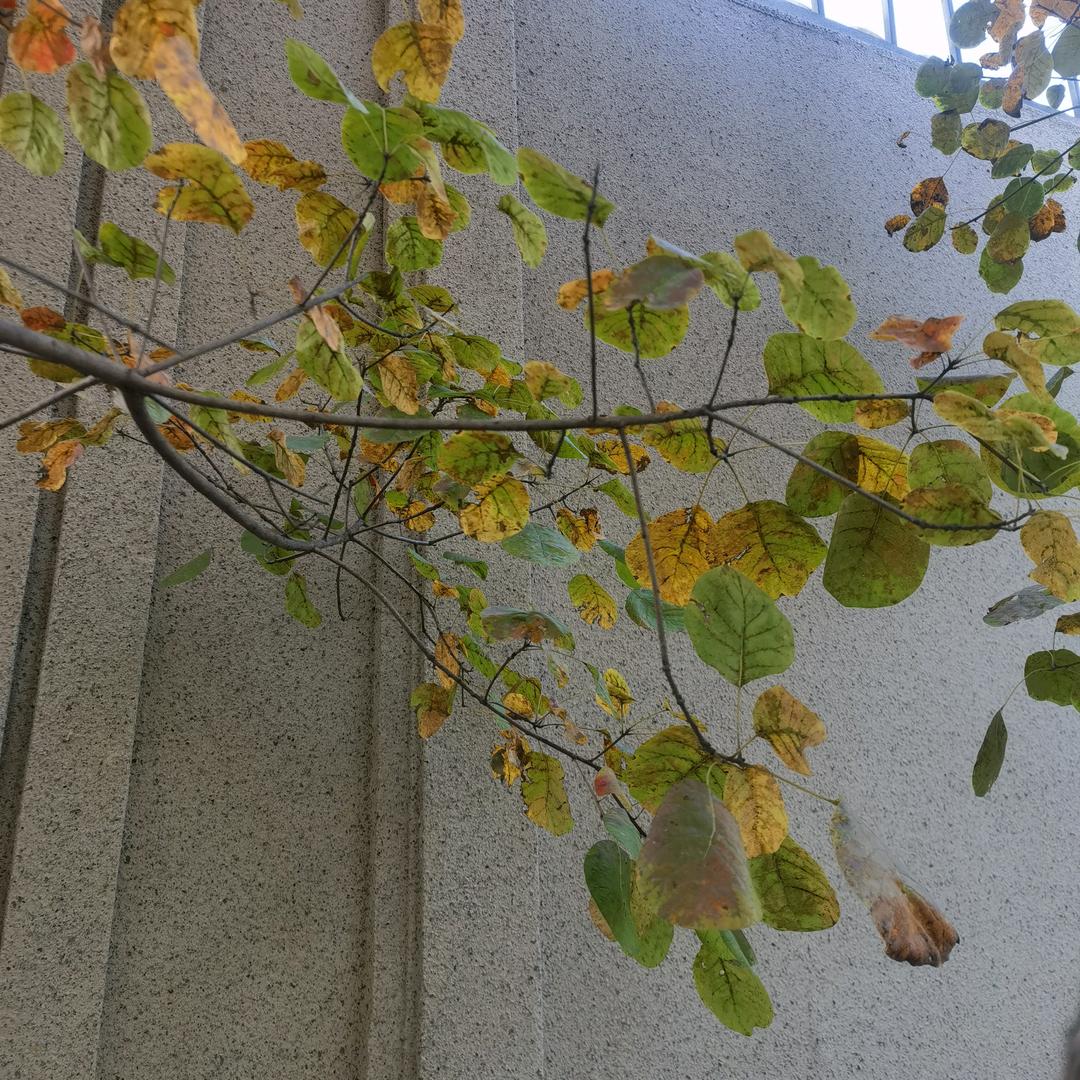 短发