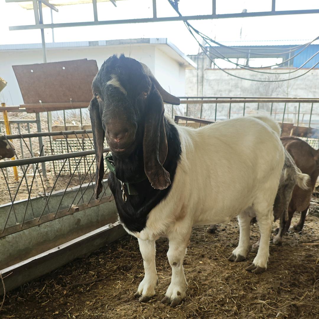 荆关苗姐波尔山羊配种