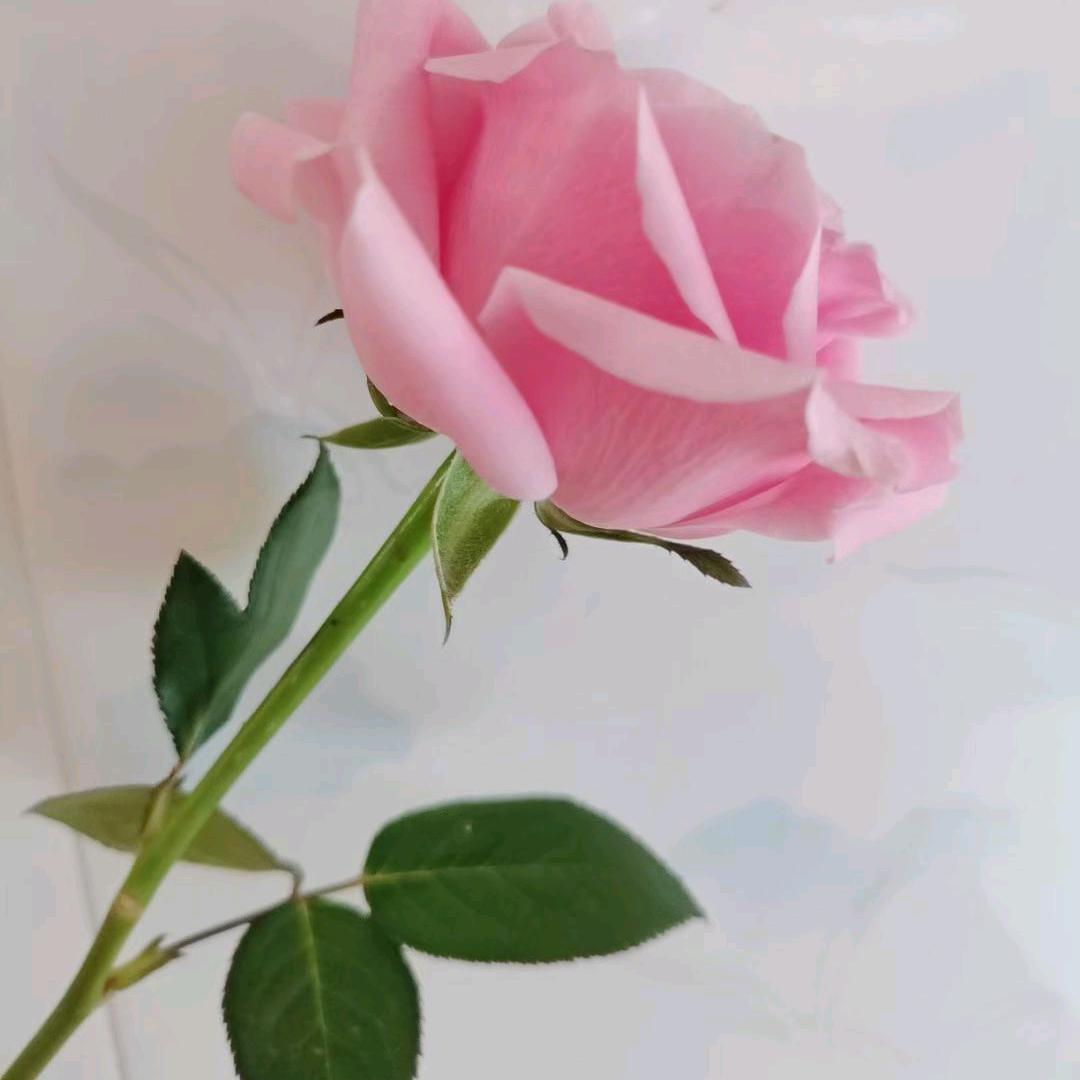CCC