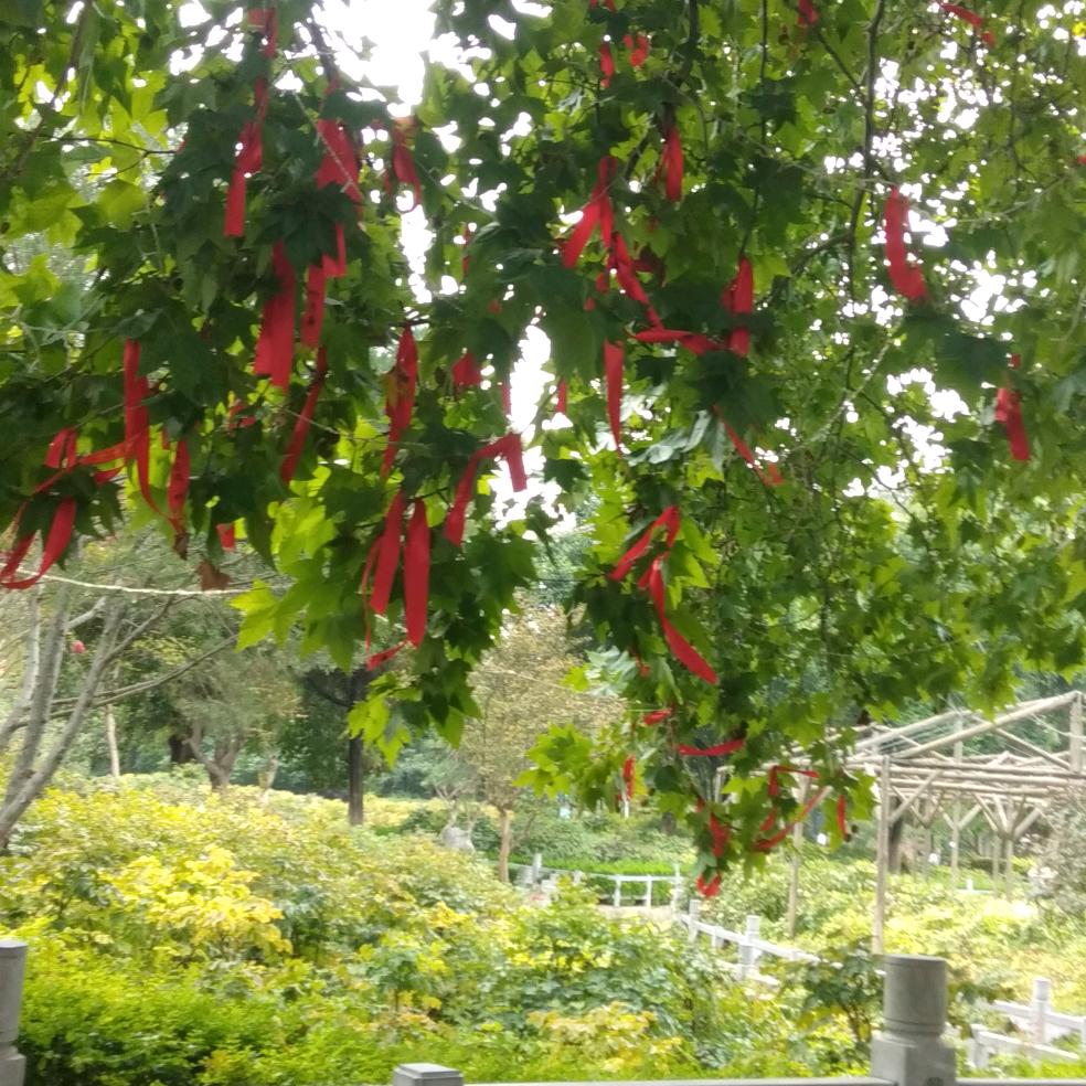 张╰(*´︶`*)╯张