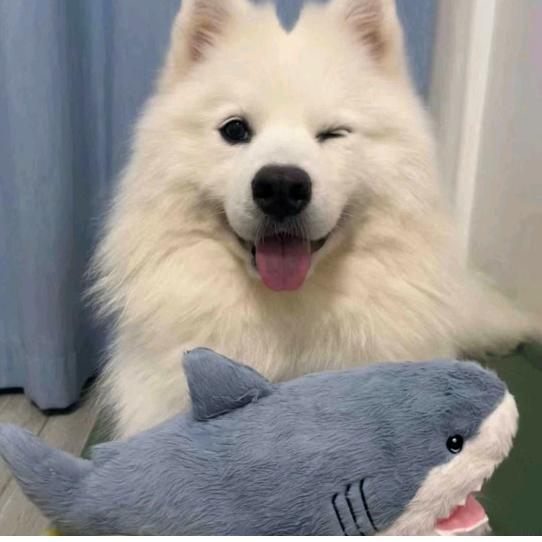 邹邹吖
