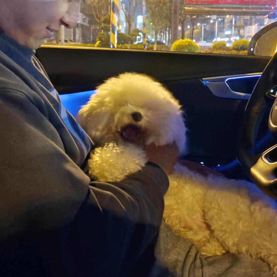 like puppy