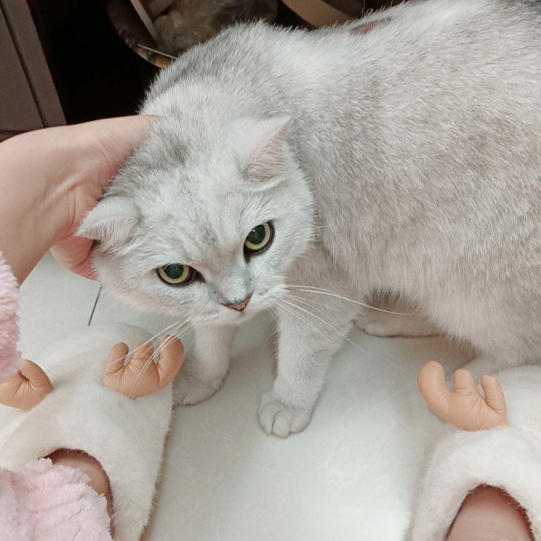 养只猫叫元芳ε