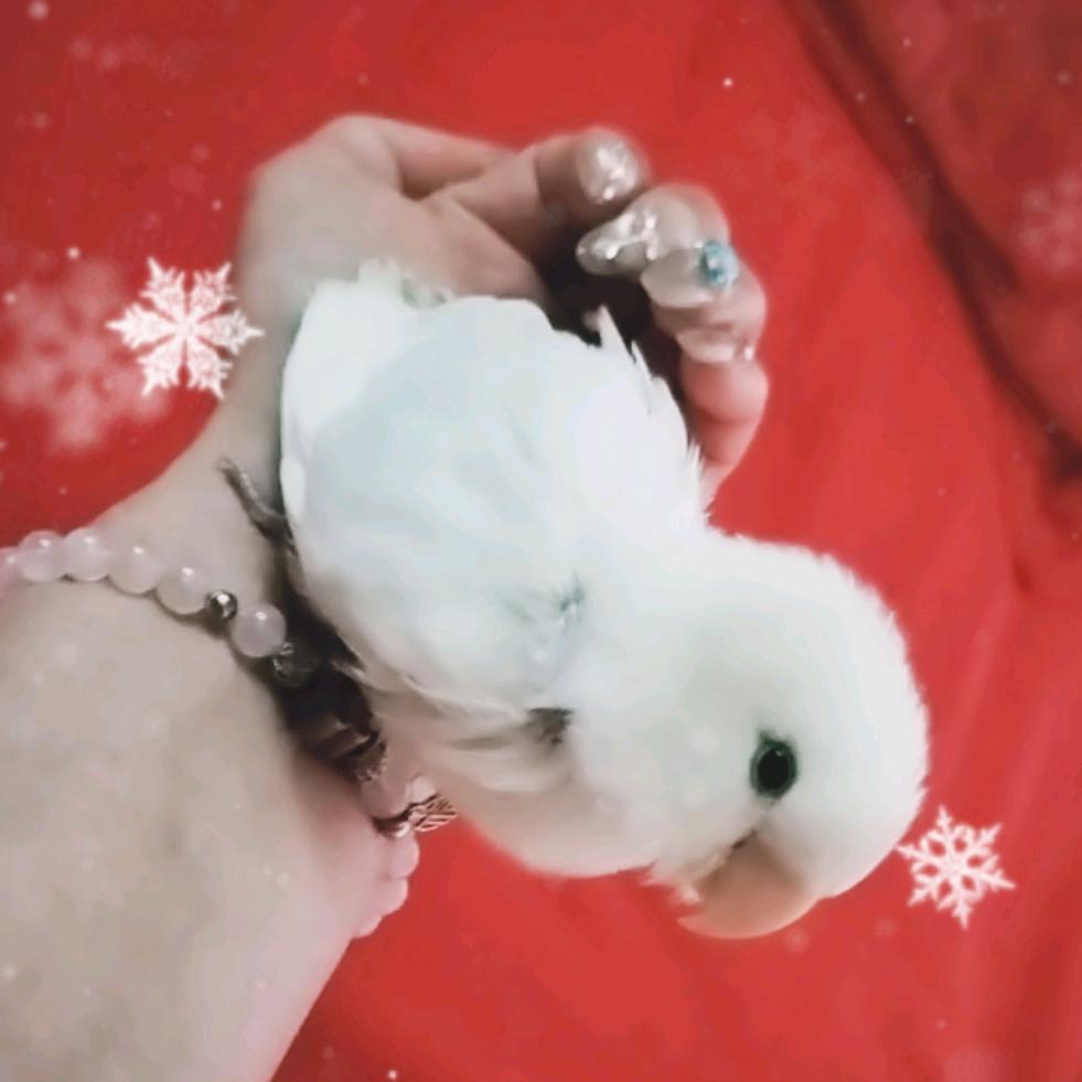 💞✔️寒梅独自开✔️💞