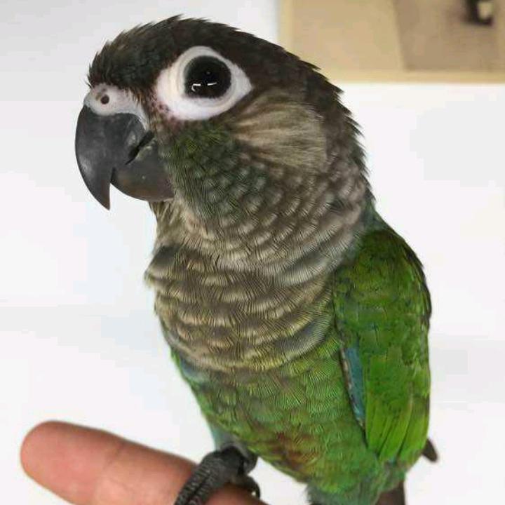 青鸟萌宠