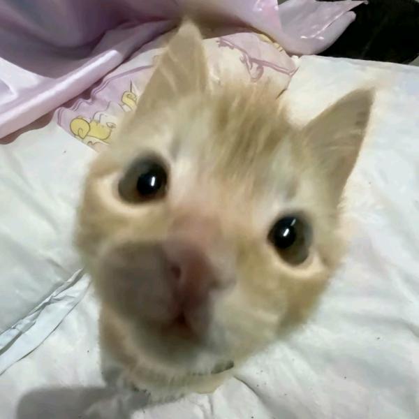 椰丝球