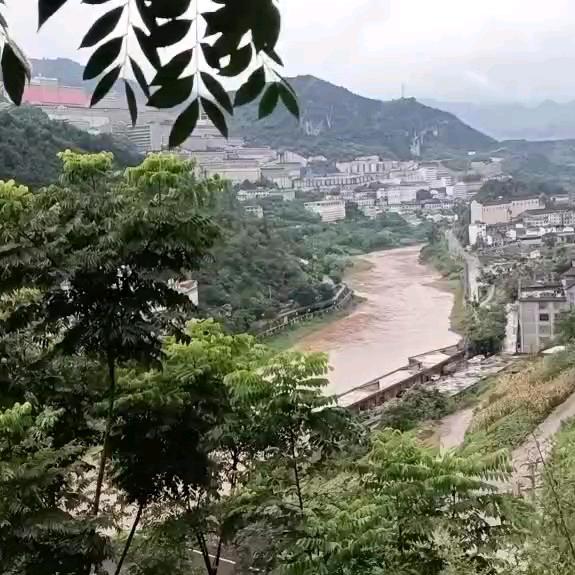 百草