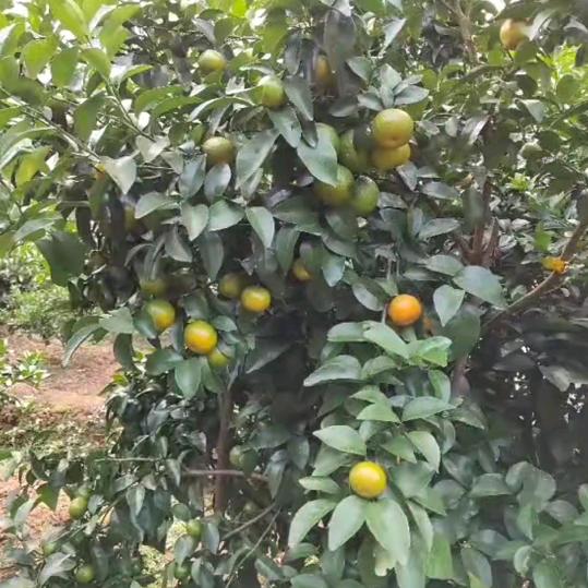 春兰姐
