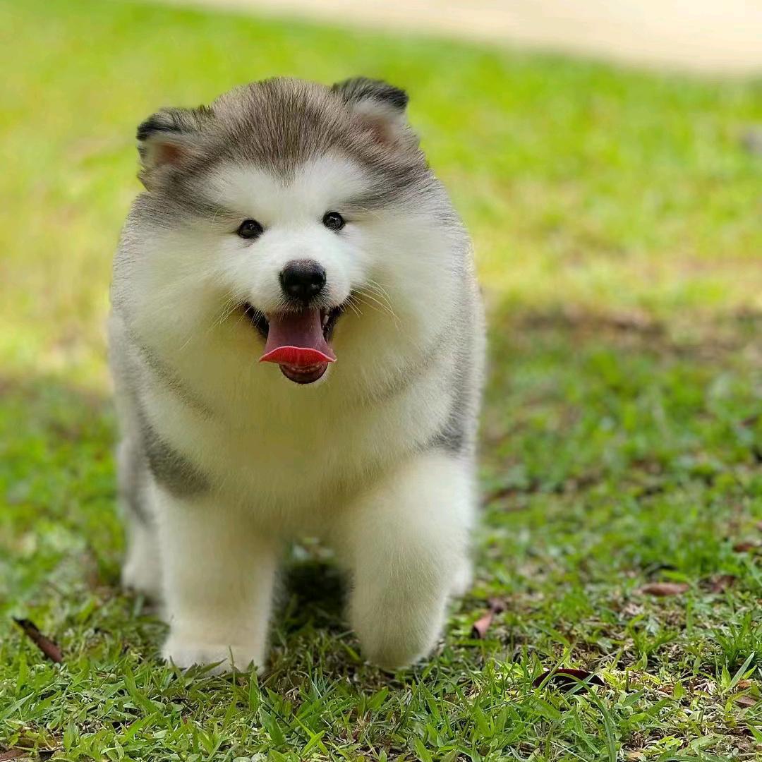 @阿拉斯加养殖基地🐶