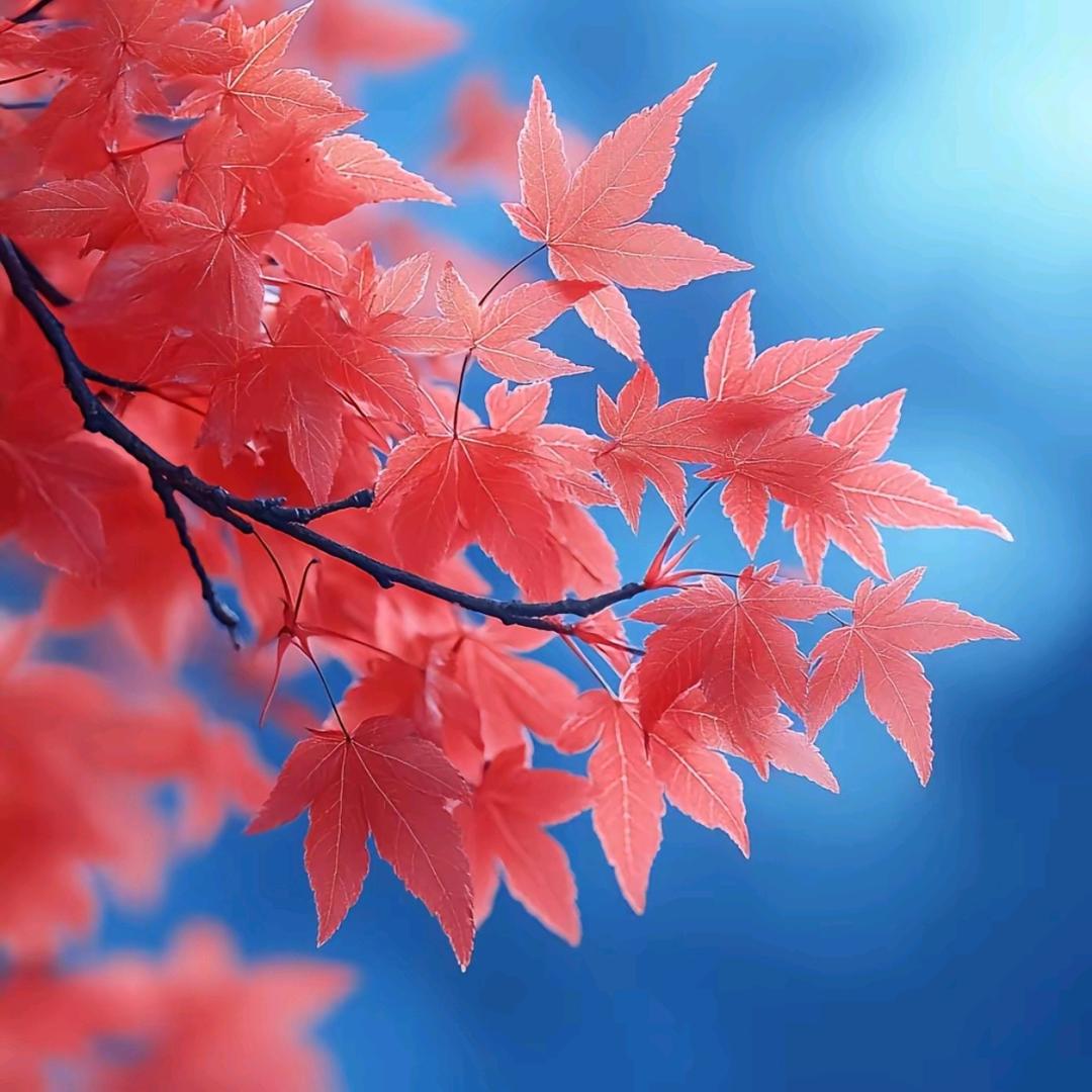 花花🌸