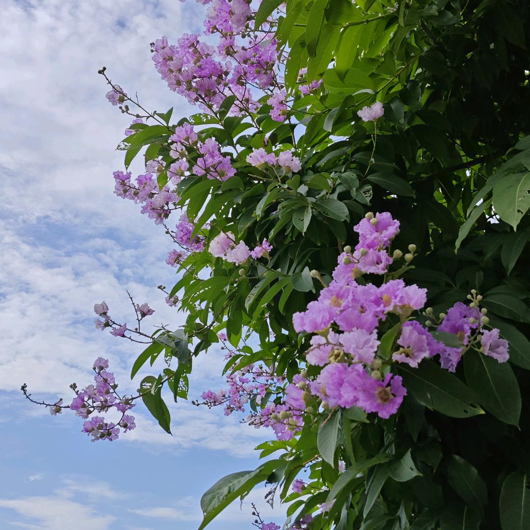 待花开