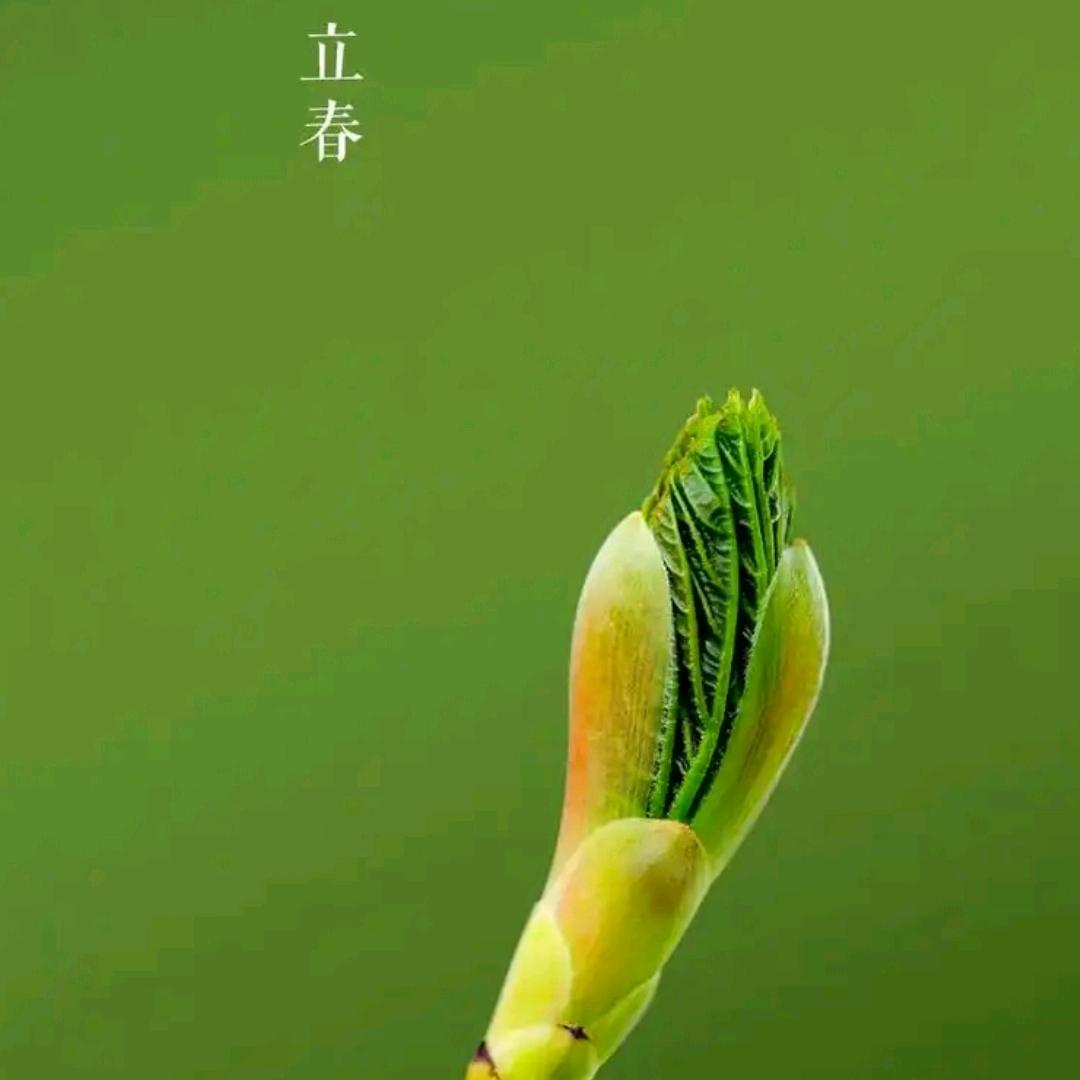 赴春鸟 203