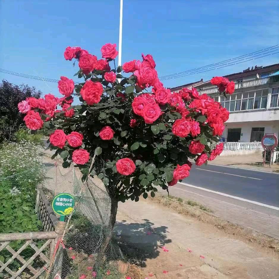 越努力越幸运。