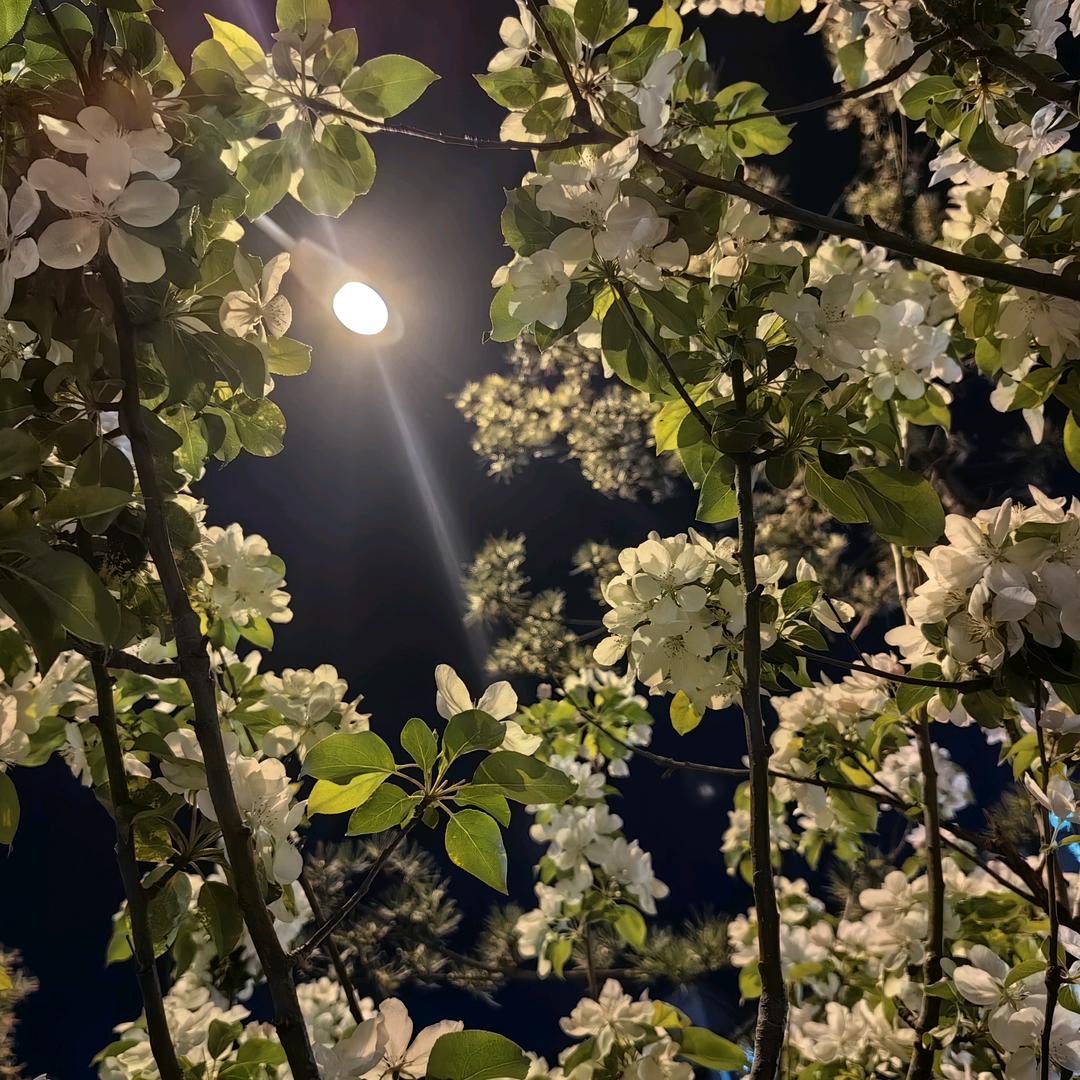 又见丁香花