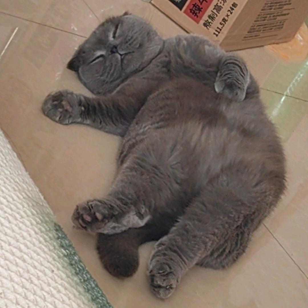 整蛊之猪