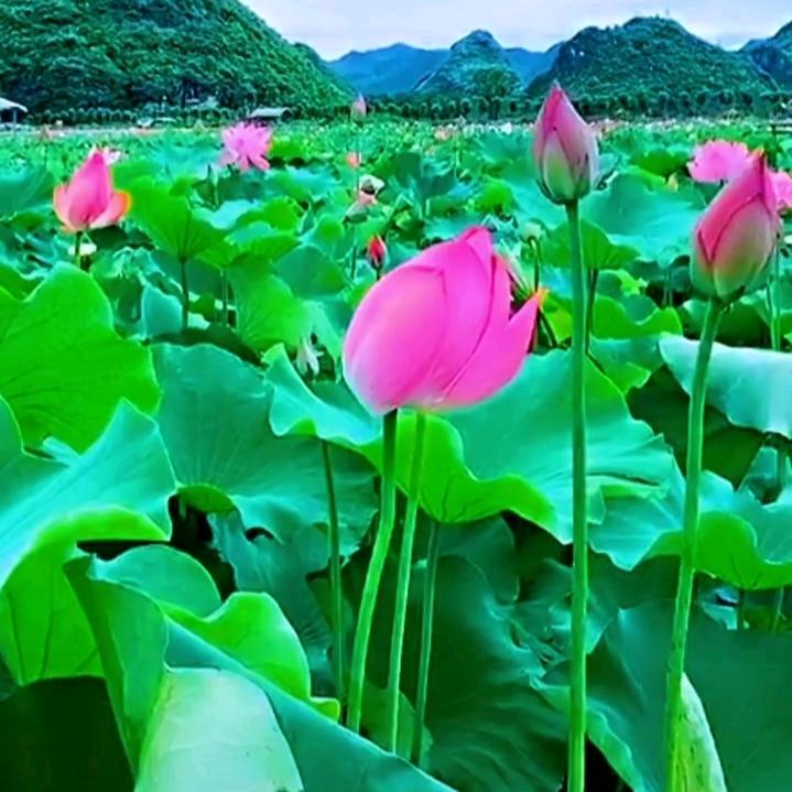 我在看电影