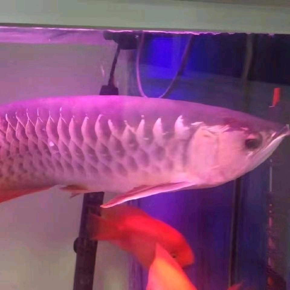 诺诺