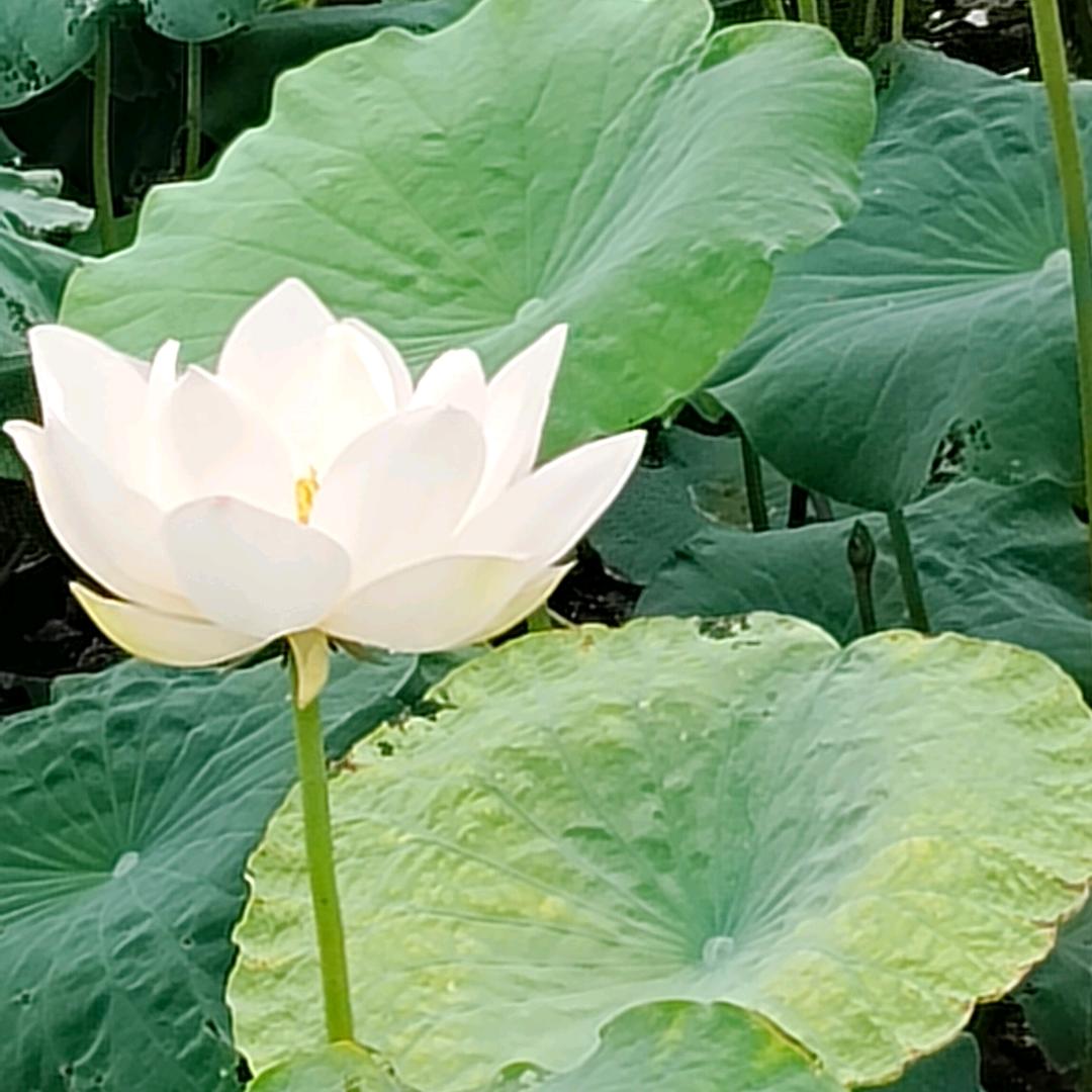 风轻云淡y