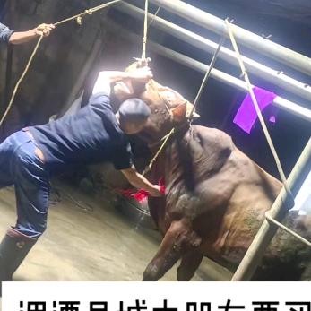 黄家坝汤家牛肉批发部。