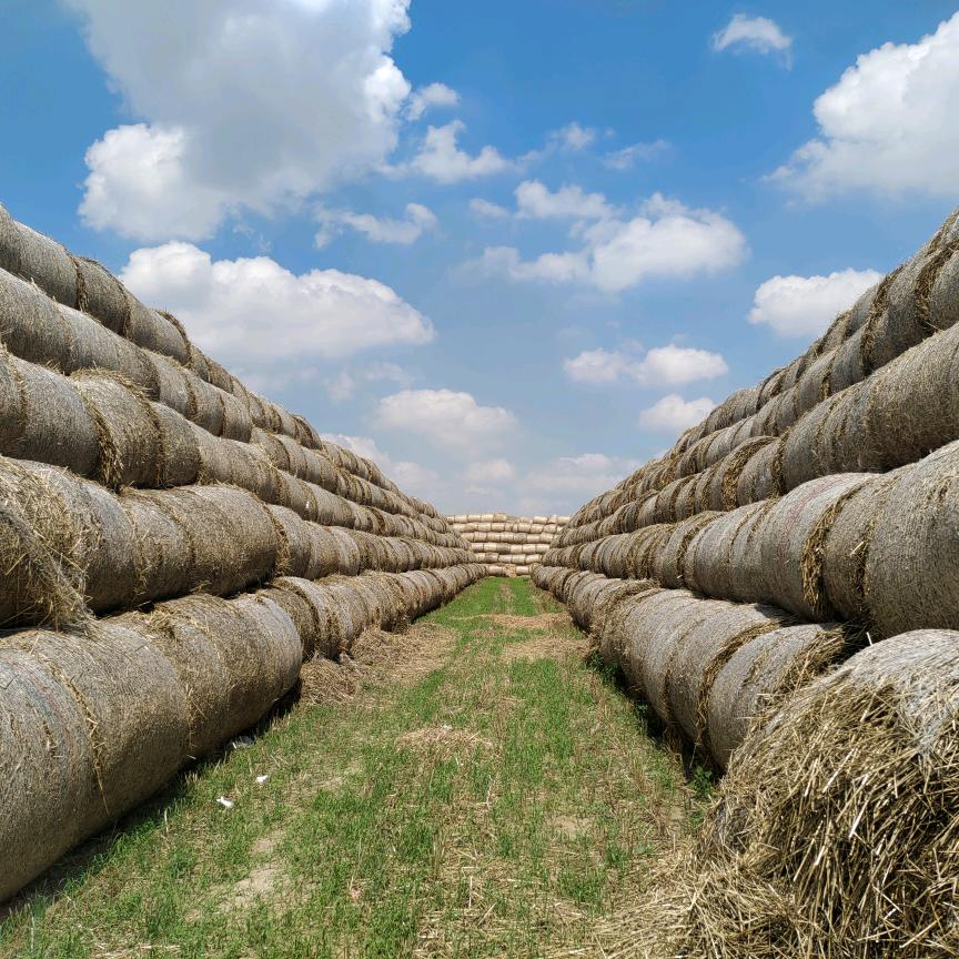 巴蜀稻草刘老表